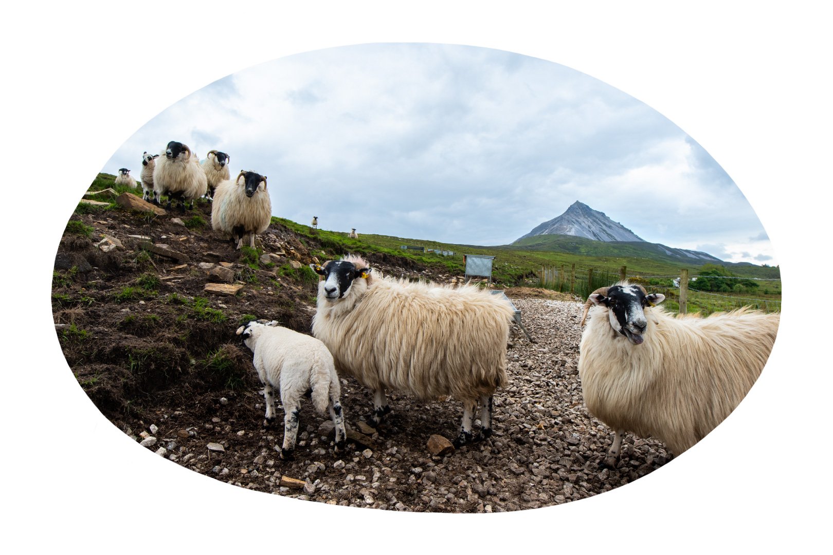 TheBlind-SheepFrame